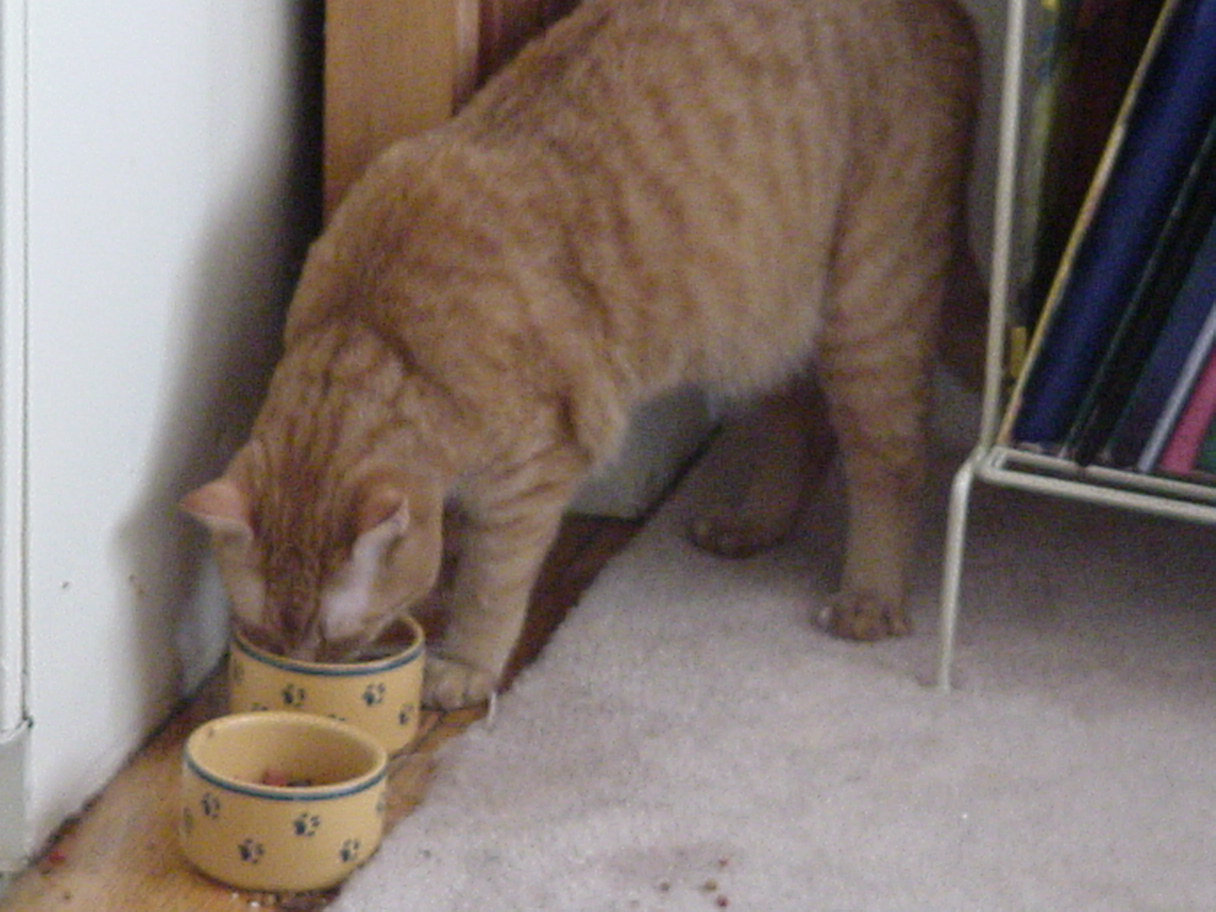 Solomon Drinking.jpg